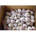 High quality fresh normal white garlic